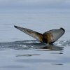 Whalewatching, Eyjafjord bei Dalvik