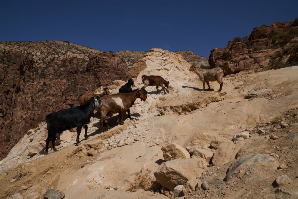 Ziegen, Wadi Dana Trail