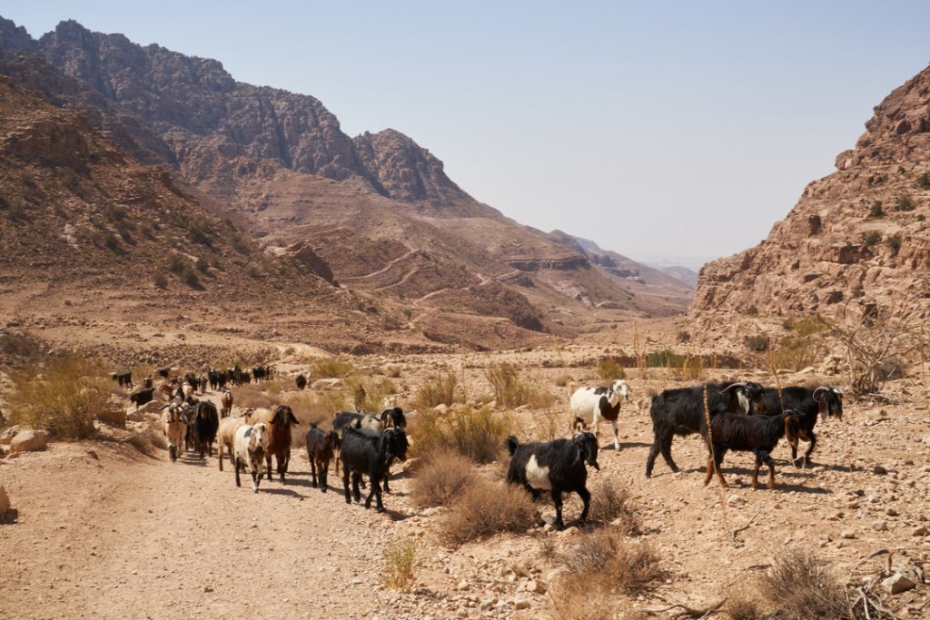 Ziegen, Wadi Dana Trail