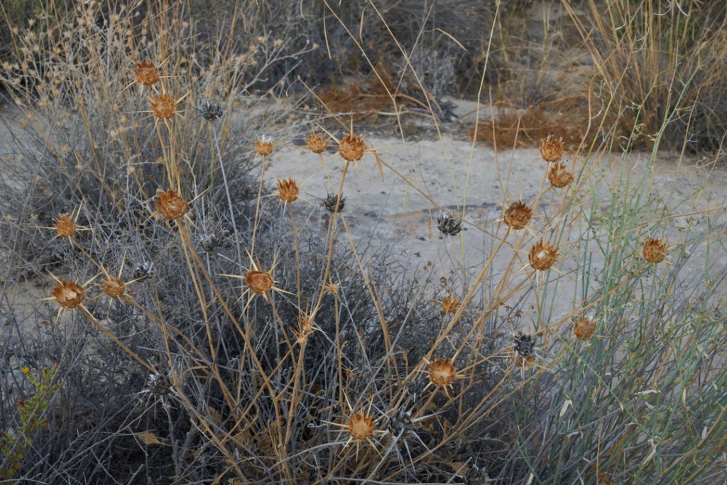 Trockenblumen, Dana Biosphere Reserve