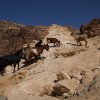 Ziegen, Wadi Dana Trail