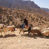 Ziegen und Schafe, Wadi Dana Trail