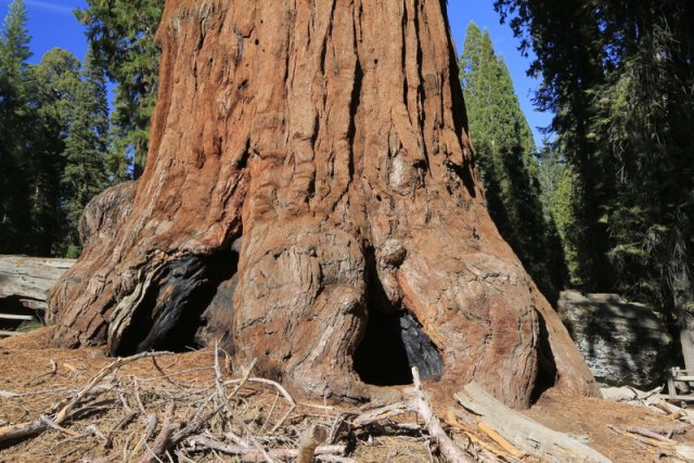 Grizzly Giant, Mariposa Grove, Yosemite NP