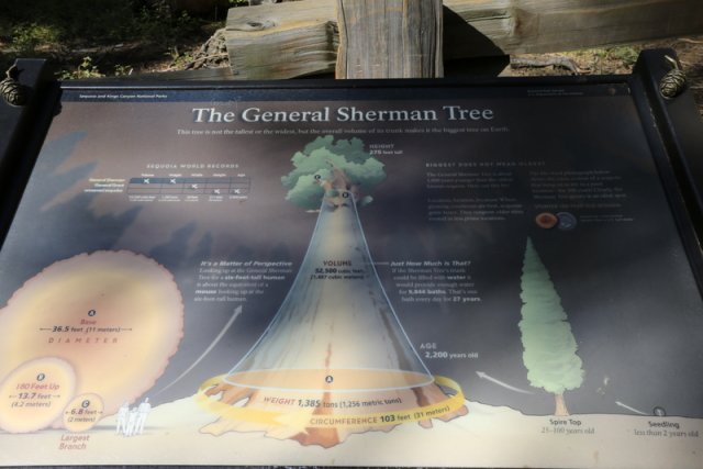 General Sherman Tree, Giant Forest Grove, Sequoia NP