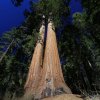 Giant Sequoias, Mariposa Grove, Yosemite NP
