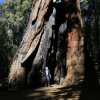 Telescope Tree, Mariposa Grove, Yosemite NP