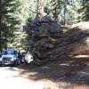 Fallen Wawona Tunnel Tree, Mariposa Grove, Yosemite NP