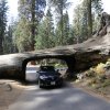 Tunnel Log, Giant Forest Grove, Sequoia NP