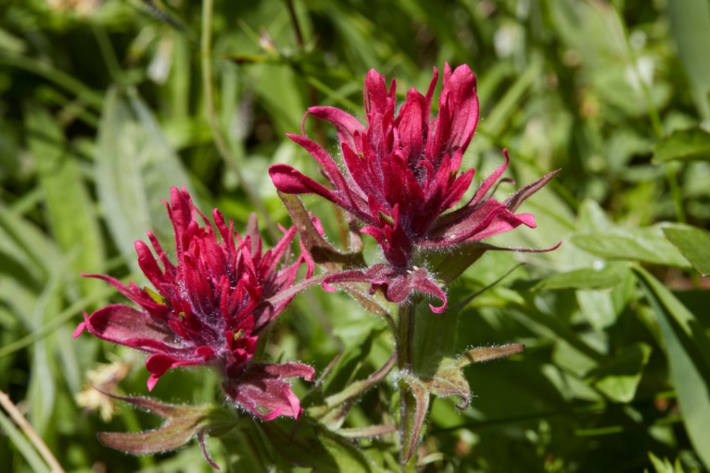 Indian Paintbrush, Healy Pass Trail, Banff NP