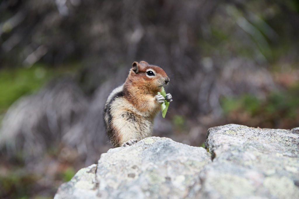 Goldmantelziesel (Golden Mantled Ground Squirrel), Banff NP