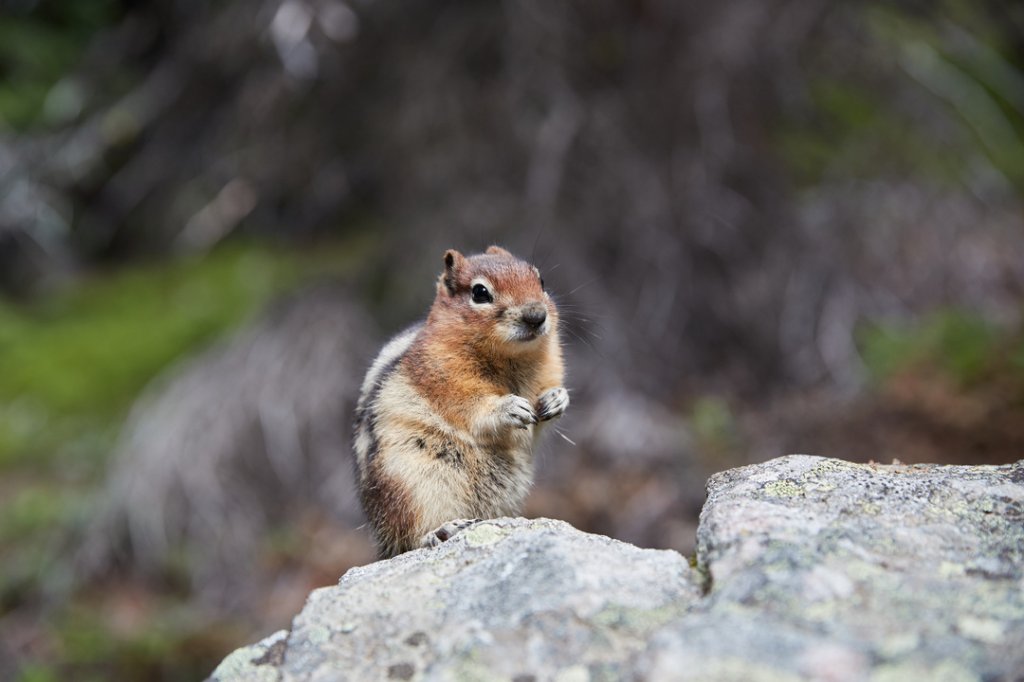 Goldmantelziesel (Golden Mantled Ground Squirrel), Banff NP