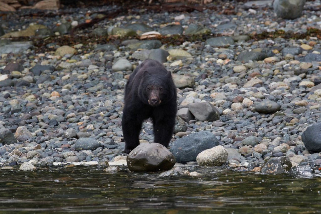 Schwarzbär, Port McNeill, Vancouver Island