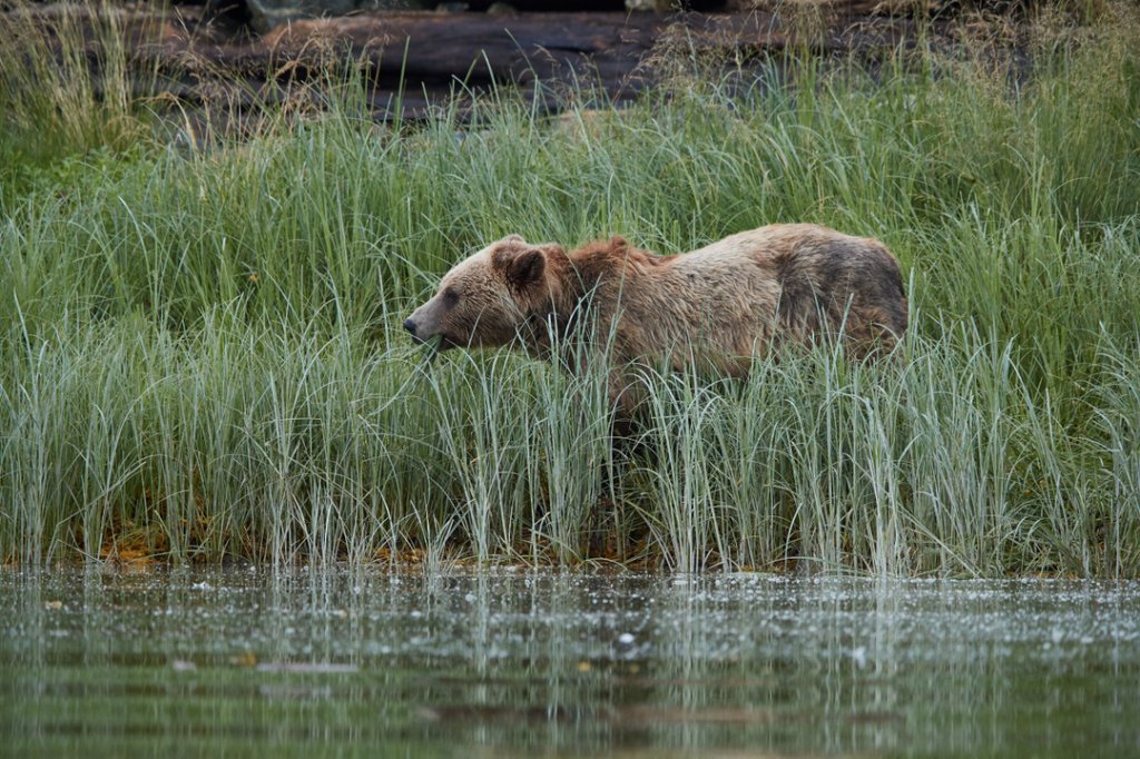Grizzlybär, Knight Inlet