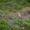 Columbia-Ziesel (Columbian Ground Squirrel), Banff NP