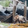Grizzlybär, Knight Inlet