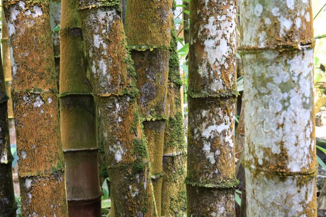 Bambus, Botanischer Garten, Tahiti