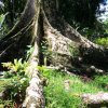 Feigenbaumwurzeln, Botanischer Garten, Tahiti