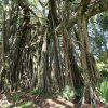 Banyanbaum, Botanischer Garten, Tahiti