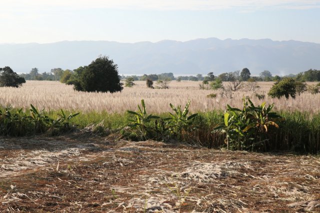 Zuckerrohrfelder, Inle See