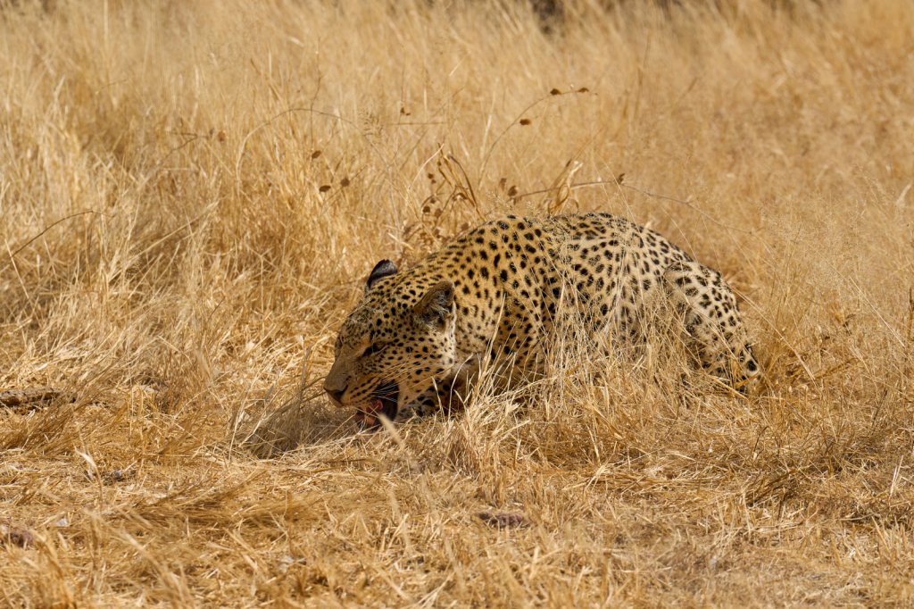 Leopard, Naankuse Foundation Wildlife Sanctuary