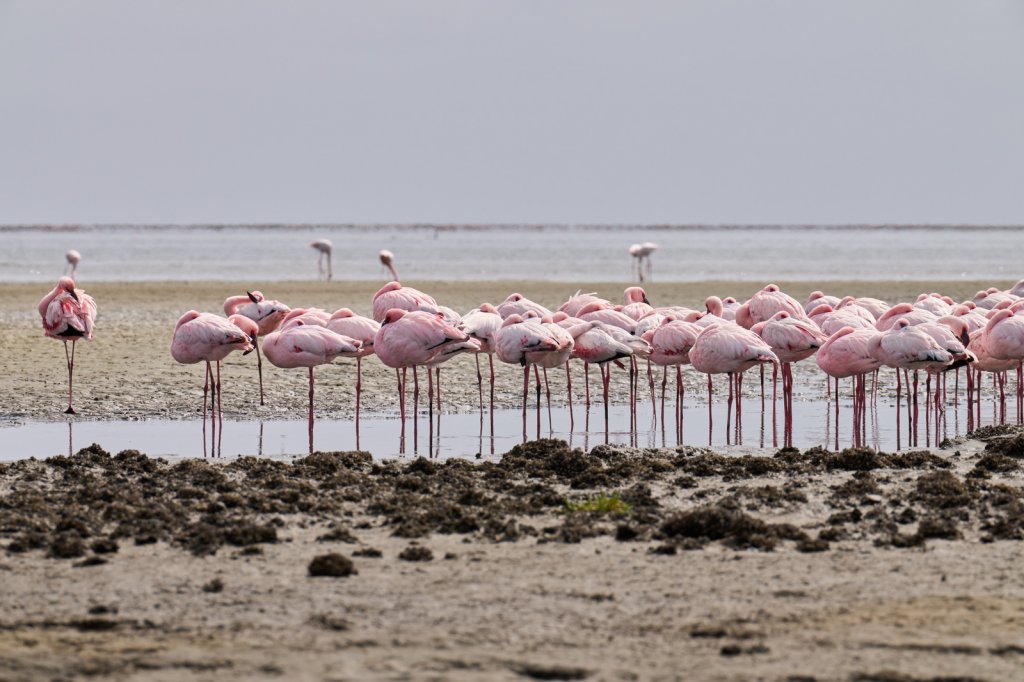 Flamingos, Walvis Bay