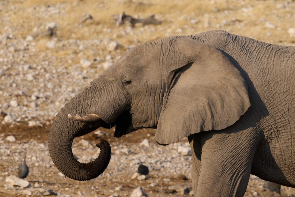 Elefant, Etoshapfanne
