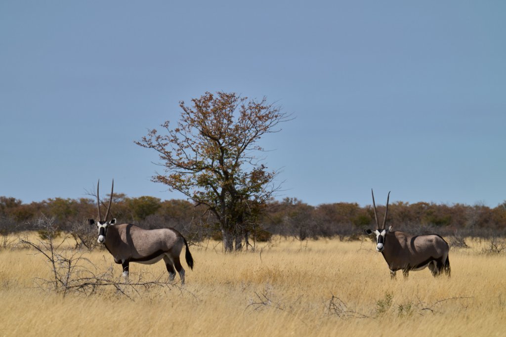 Oryx-Antilopen, Sossusvlei