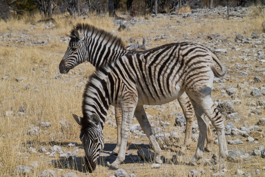 Zebras, Goas, Etoshapfanne