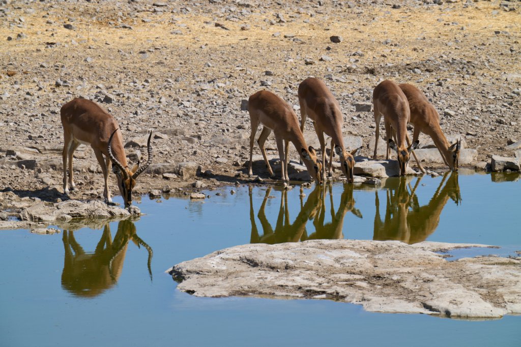 Impalas, Halali, Etoshapfanne