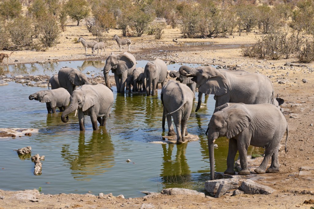 Elefantenherde, Halali, Etoshapfanne