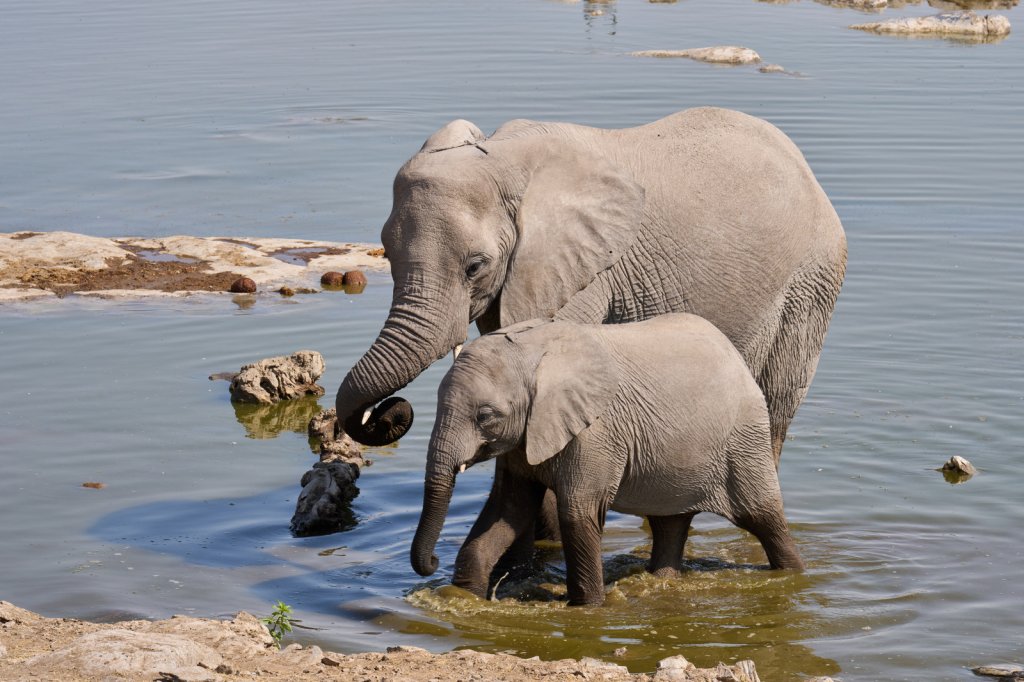 Elefanten, Halali, Etoshapfanne