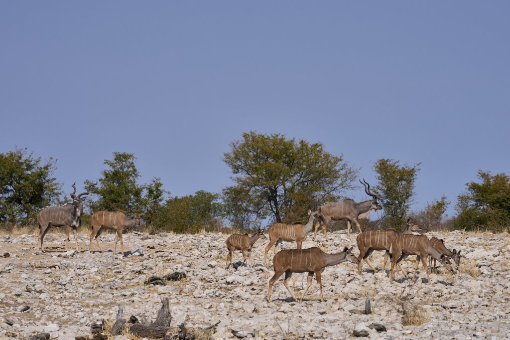 Kudufamilie, Kalkheuwel, Etoshapfanne