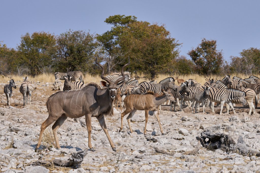 Impalas,Kudus & Zebras, Kalkheuwel, Etoshapfanne