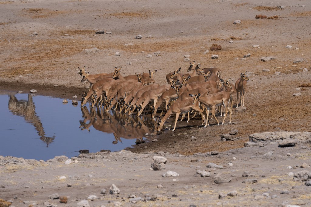 Impalas, Chudop, Etoshapfanne