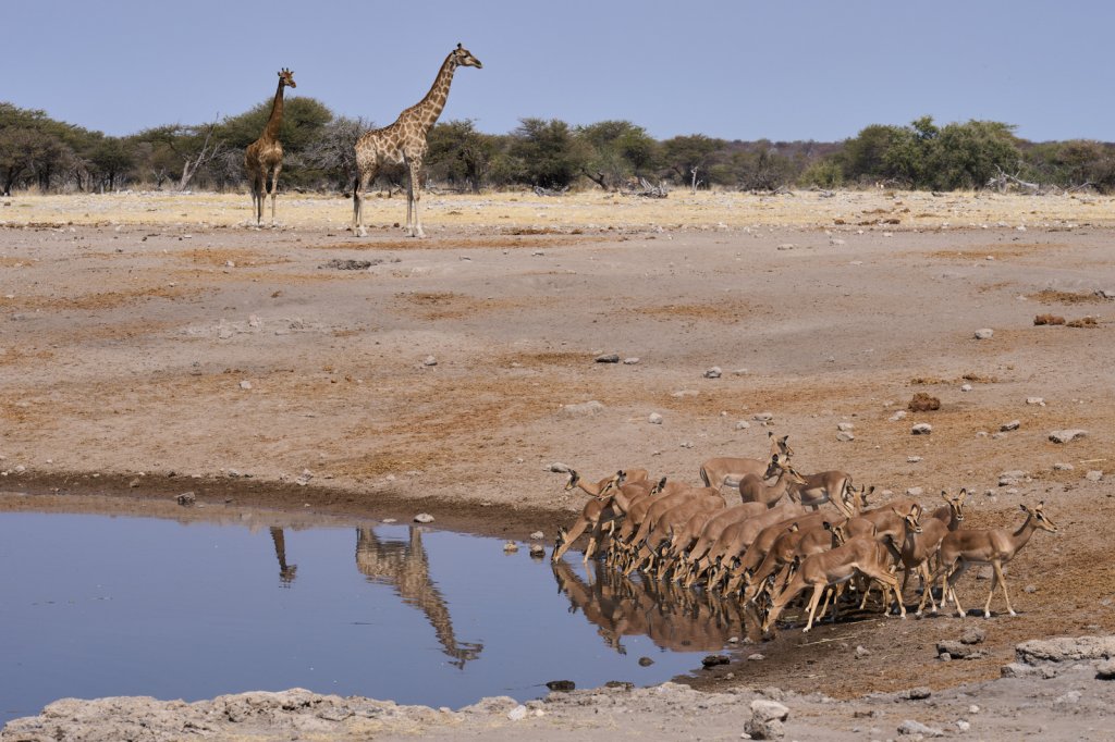 Impalas & Giraffen, Chudop, Etoshapfanne