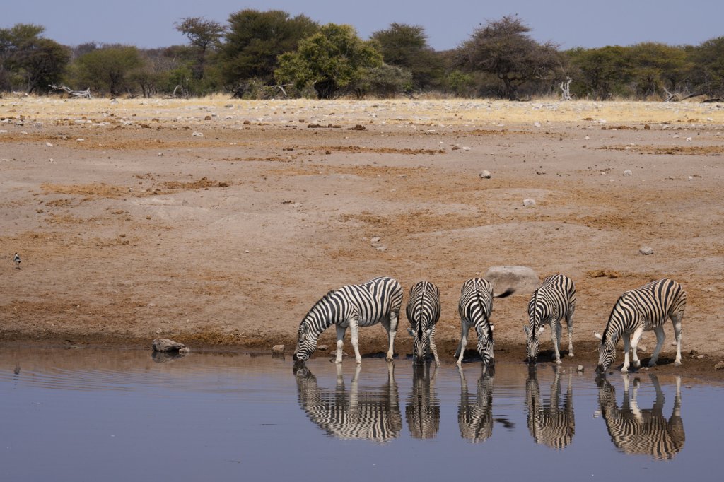 Zebras, Chudop, Etoshapfanne