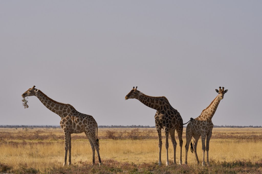 Giraffen, Etoshapfanne