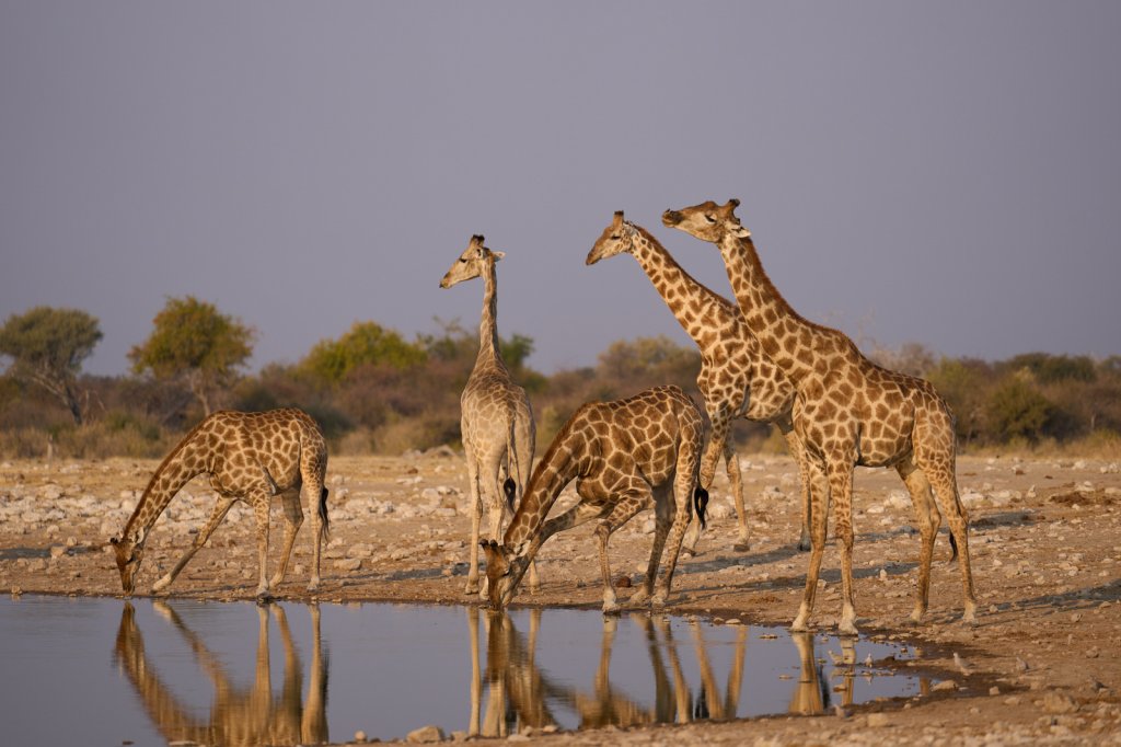 Giraffen, Klein Namutoni, Etoshapfanne