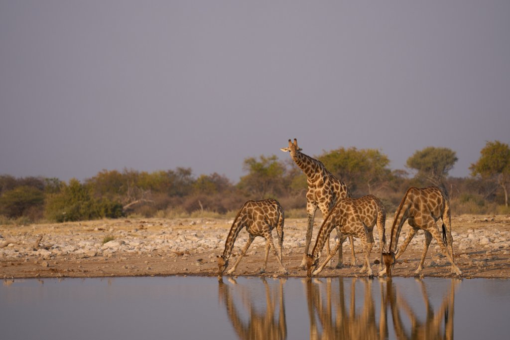 Giraffen, Klein Namutoni, Etoshapfanne
