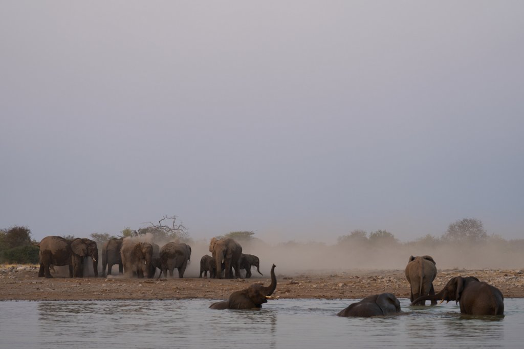 Elefantenherde, Klein Namutoni, Etoshapfanne