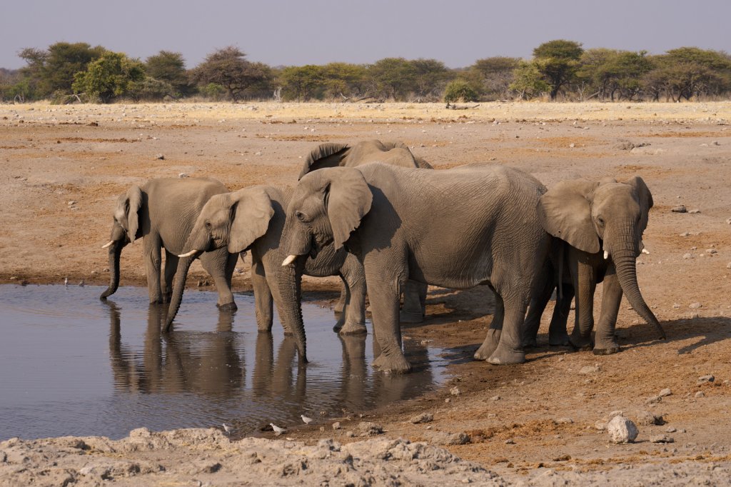 Elefanten, Chudop, Etoshapfanne
