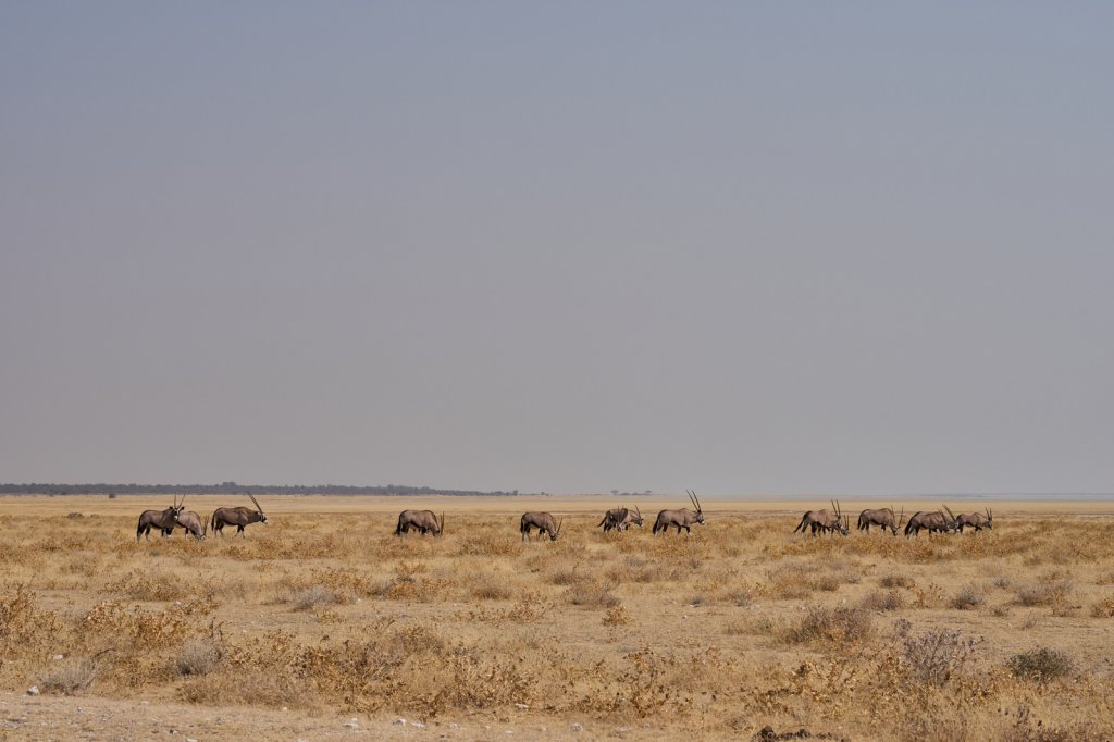 Oryx-Antilopen, Etoshapfanne