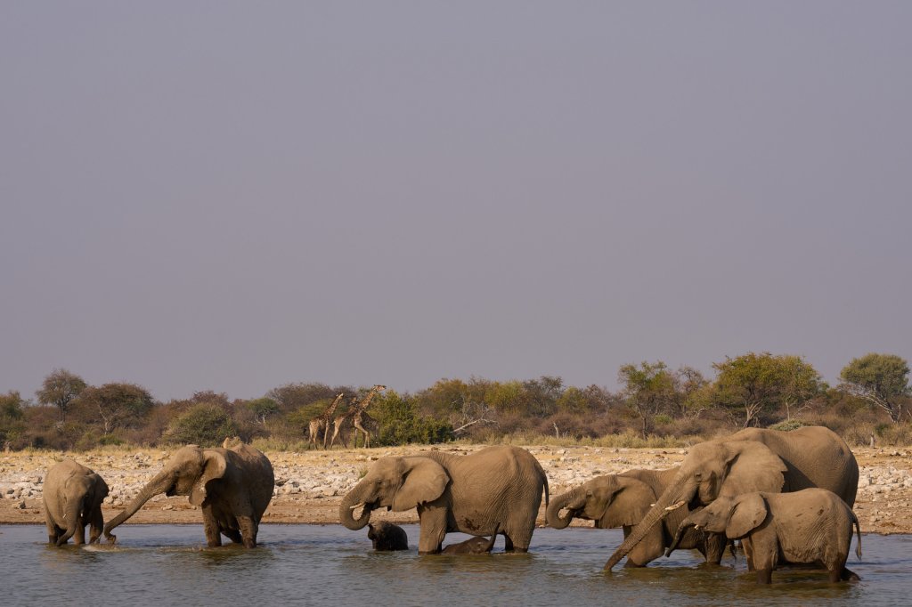 Elefantenherde & Giraffen, Klein Namutoni, Etoshapfanne