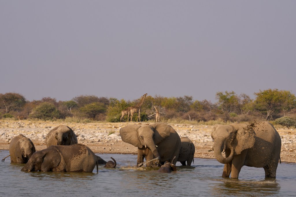 Elefantenherde & Giraffen, Klein Namutoni, Etoshapfanne