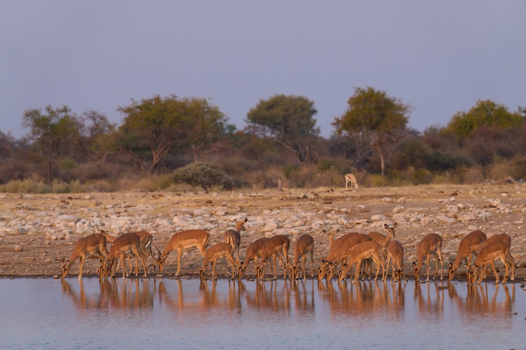 Impalas & Springbock, Klein Namutoni, Etoshapfanne