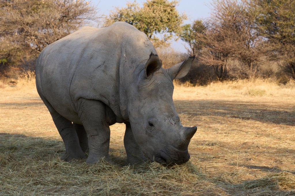 Breitmaulnashorn, Waterberg Wilderness