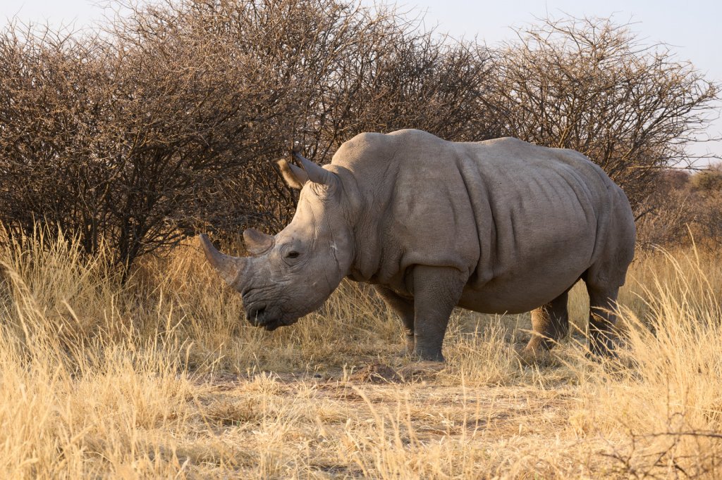 Breitmaulnashorn, Waterberg Wilderness
