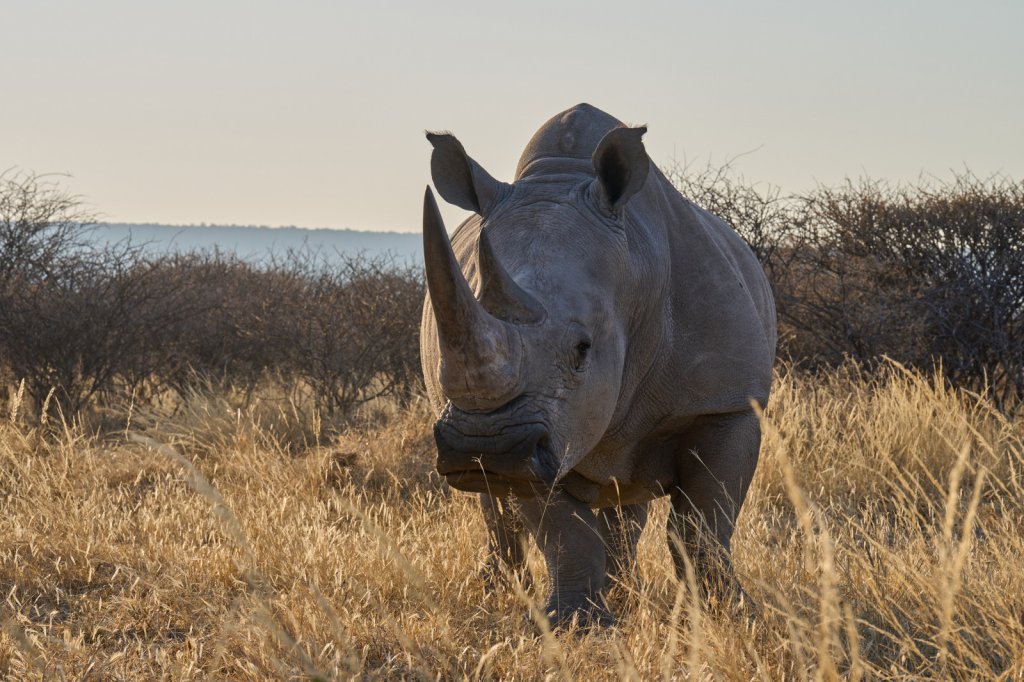 Breitmaulnashorn, Waterberg Wilderness
