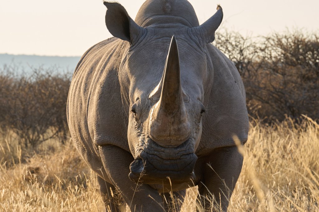 Breitmaulnashorn, Waterberg Wilderness