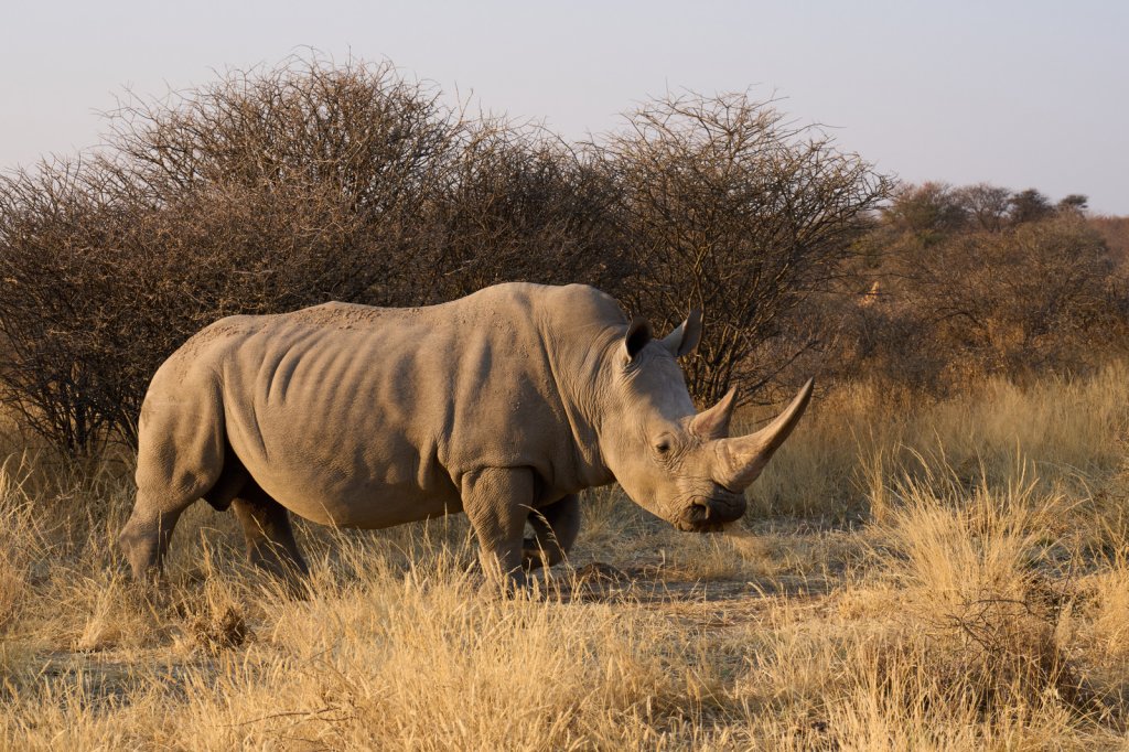 Breitmaulnashorn, Waterberg Wilderness